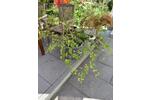 Gewerbeobjekt Karlsruhe Mühlburg - 418&euro; | Angebot:26479285