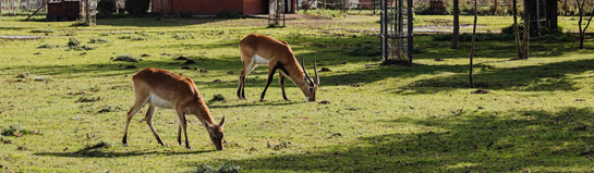 Kurpfalz-Park Wachenheim Pfälzerwald