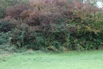 Grundstück Königsbach-Stein Stein - 164.000&euro; | Angebot:22737021