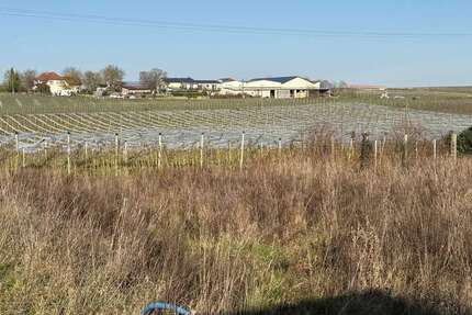 Grundstück Impflingen - 210.000&euro; | Angebot:25348840