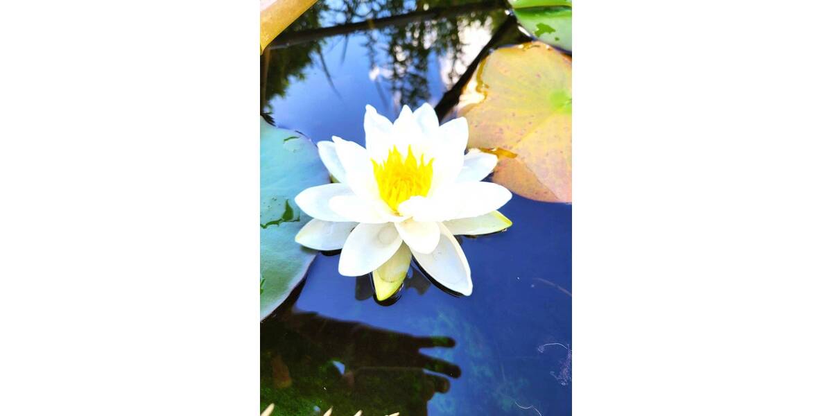 Gepflegtes Zweifamilienhaus mit sonnigem Garten und Ausbaupotential 8 zimmer