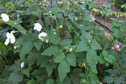 Grundstück Bruchsal - 218.000&euro; | Angebot:24323177