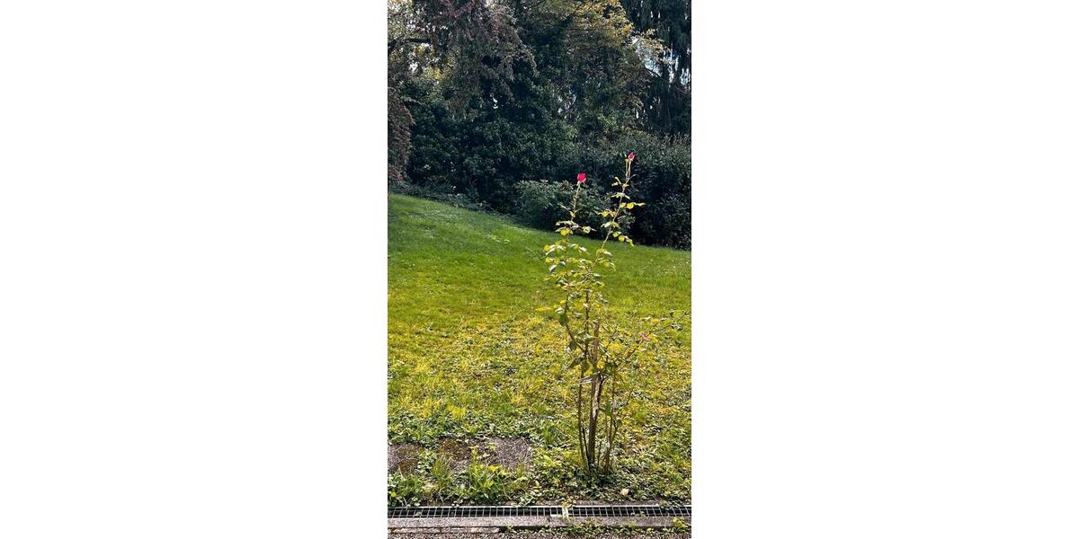 Erdgeschoßwohnung Baden-Baden Balg - 2 Zimmer, 94 m&sup2;, 330.000&euro; | Angebot:25973524