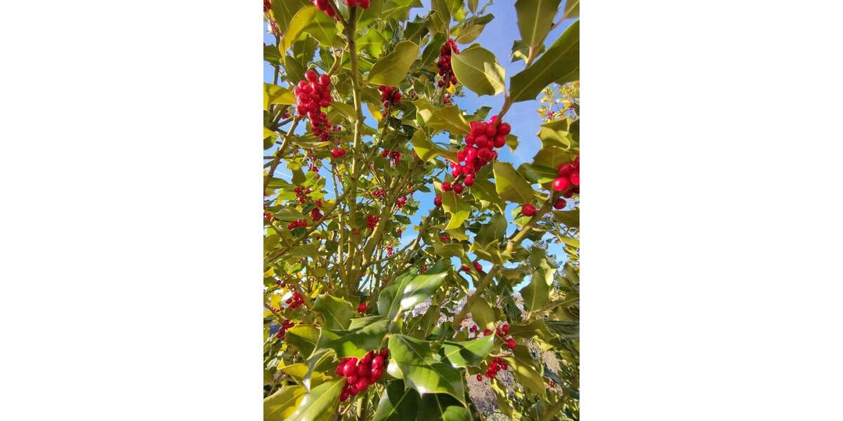 Mehrfamilienhaus, Wohnhaus Karlsruhe Grünwettersbach - 7 Zimmer, 200 m&sup2;, 625.000&euro; | Angebot:25771494