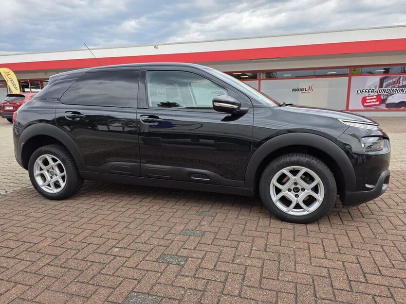 C4 Cactus
